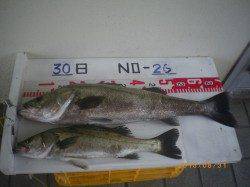 シラサエベでナイスサイズのスズキ 他カワハギ、ベラ