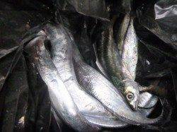 朝の空港のタチウオやツバス!