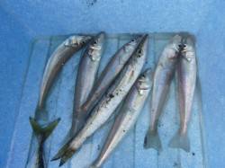 朝の兵突ツバスやキス！