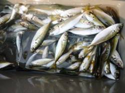 お盆は食コンでサビキ釣り 