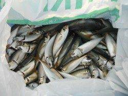 アジ爆釣♪全域ＯＫです☆泉大津RT10日・朝