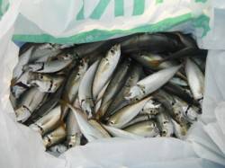 アジ爆釣♪全域ＯＫです☆泉大津RT10日・…