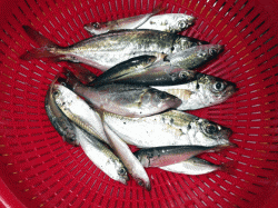 網干浜北東面でのオクトパッシング・サビキの…