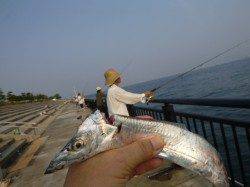 神戸空港　タチウオとシオ確認