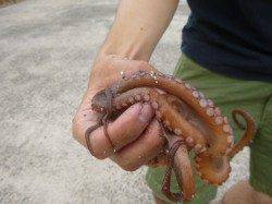 朝の北公園のタコも！