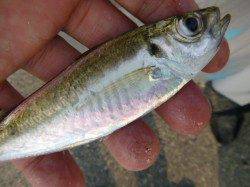 小野浜　３種類のアジ回っています