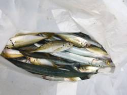  【サヨリ釣れてます♪】アジュール舞子ＲＴ…