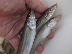 兵突　ぜひともサビキ＆キスで・・・