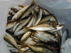 【サヨリも釣れた♪】南芦屋浜