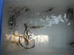 むこがわのテナガエビRT