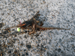 網干浜北東面でオクトパッシング、前日の夕立のせいで反応悪し？