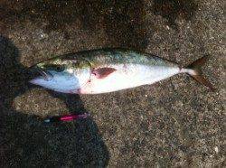 爽快感グッド!青物とサヨリの夏!加太RT