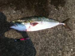 爽快感グッド！青物とサヨリの夏！加太RＴ …