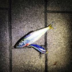 大阪南港でのルアー釣り釣果