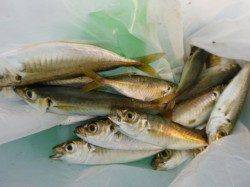 北公園　サビキとタコ