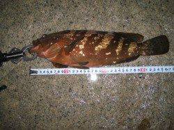 【芦屋の夜釣り】すごい釣果です♪♪