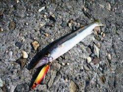 【大津側尻】カマスゲーム楽しめるのはココ！