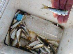 【サビキ、ボウズなし】南芦屋浜リアルタイム