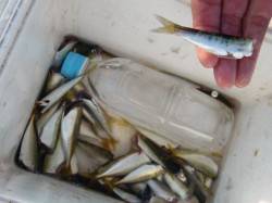 【サビキ、ボウズなし】南芦屋浜リアルタイム…