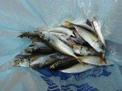 飛ばしサビキでアジ！西宮ケーソンRT