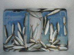 アジＭＡＸパワー炸裂！泉大津RT・13日朝