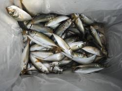  早朝にアジ好調！鳴尾海づり広場RT