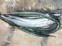 【サヨリが激アツ】アジュール舞子ＲＴ