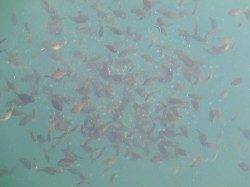 雑賀崎で“タコ”カワハギが成長中です♪