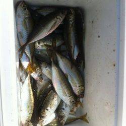 青岸でコノシロ!太刀魚の情報も!13日RT