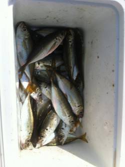 青岸でコノシロ！太刀魚の情報も！13日RT…