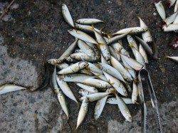 【アジのサイズＵＰ!?】南芦屋浜リアルタイム