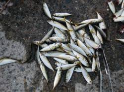 【アジのサイズＵＰ!?】南芦屋浜リアルタイ…