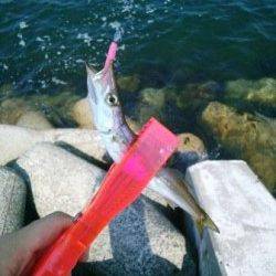 貝塚人工島でカマシング～♪