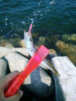 貝塚人工島でカマシング～♪