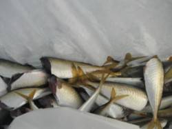 花市場公園前がいけてます♪泉大津RT・14…