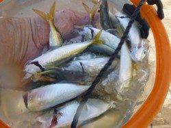 神戸空港　タチウオ情報もあります