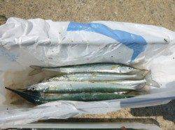 サヨリ好調、アジュール舞子ＲＴ