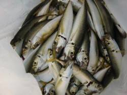 【サビキなら芦屋浜♪】南芦屋浜リアルタイム…