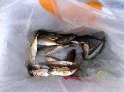 キス・アジそしてサヨリも♪泉大津RT1日あさ