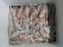 8月17日の夕方から19日深夜まで大蔵海岸での釣行