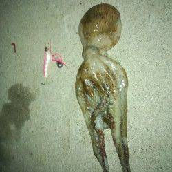 助松埠頭　初のオクトパッシングでタコ600g