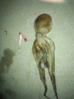 助松埠頭　初のオクトパッシングでタコ600g