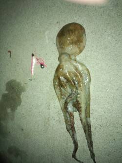 助松埠頭　初のオクトパッシングでタコ600…