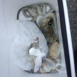 助松埠頭　夕方のオクトパッシングでタコ3匹☆