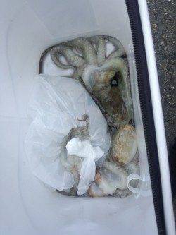 助松埠頭　夕方のオクトパッシングでタコ3匹☆