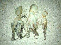 助松埠頭　夕方のオクトパッシングでタコ3匹☆