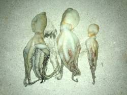 助松埠頭　夕方のオクトパッシングでタコ3匹…