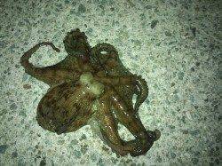 仕事帰りにオクトパッシング、助松埠頭