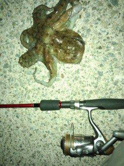 仕事帰りにオクトパッシング、助松埠頭