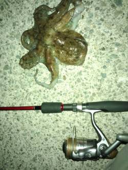 仕事帰りにオクトパッシング、助松埠頭